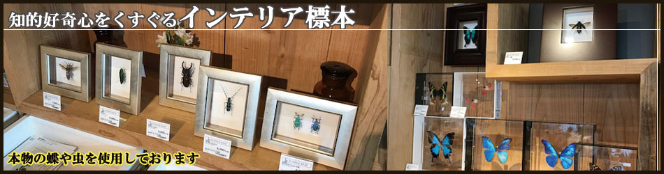 「昆虫界の職人」とも言えるプロの展翅人が、シャープで洗練されたデザインのアクリル製カラーフレームにヘレナモルフォを美しくディスプレイした 新感覚の標本です。  宝石のような蝶の美しさをそのままに、「生き生き」と 躍動感のある作品に仕上がっているのでディスプレイとしてもご使用いただけます。