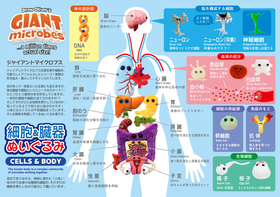 細胞,臓器,微生物,ジャイアントマイクロブス,子宮,心臓,赤血球
